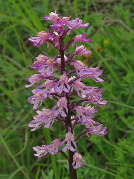 (39) Military Orchid (Orchis militaris).JPG